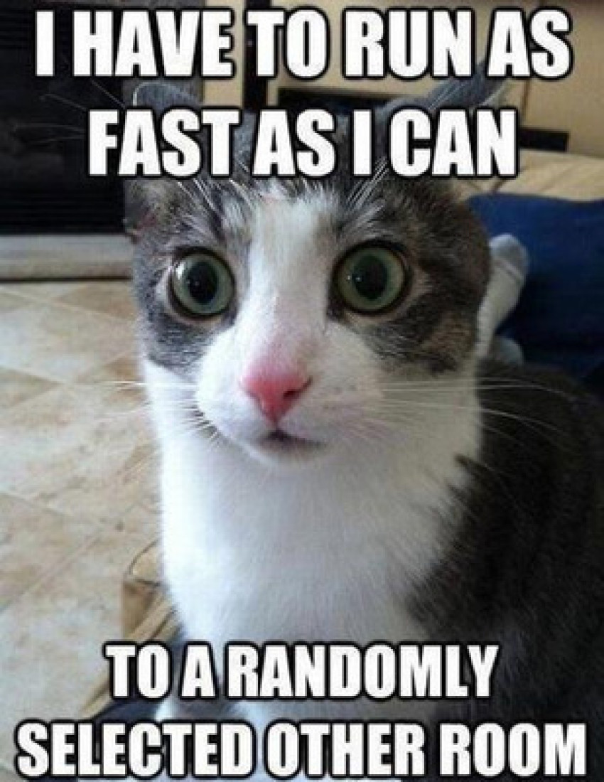 43 Meme Lucu Kucing Keren Dan Terbaru Kumpulan Gambar Meme Lucu