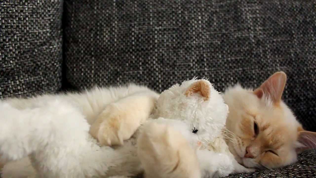 Video Kucing Cuma Kucing